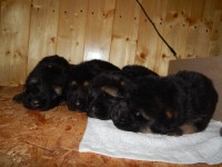 /album/photos-puppy/mix-481-jpg/